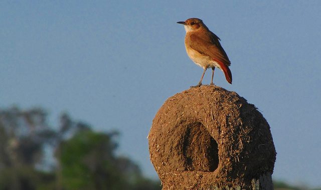 Aves de San Luis: importancia de su estudio y conservación