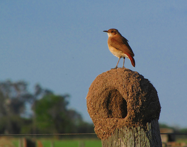 Aves de San Luis: importancia de su estudio y conservación